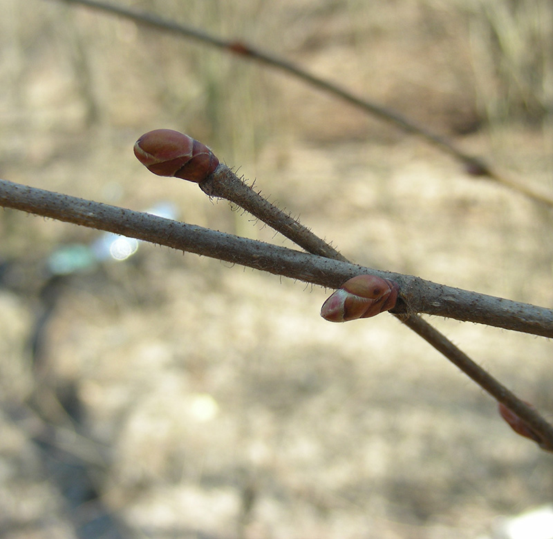 Image of Corylus avellana specimen.