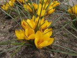 Crocus chrysanthus