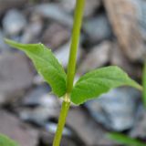 Valeriana alpestris