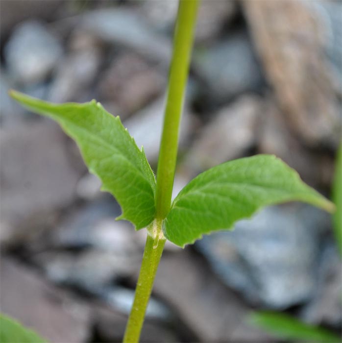 Image of Valeriana alpestris specimen.