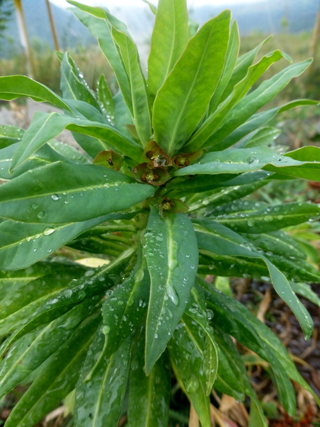 Image of genus Euphorbia specimen.