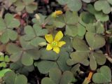 Oxalis corniculata