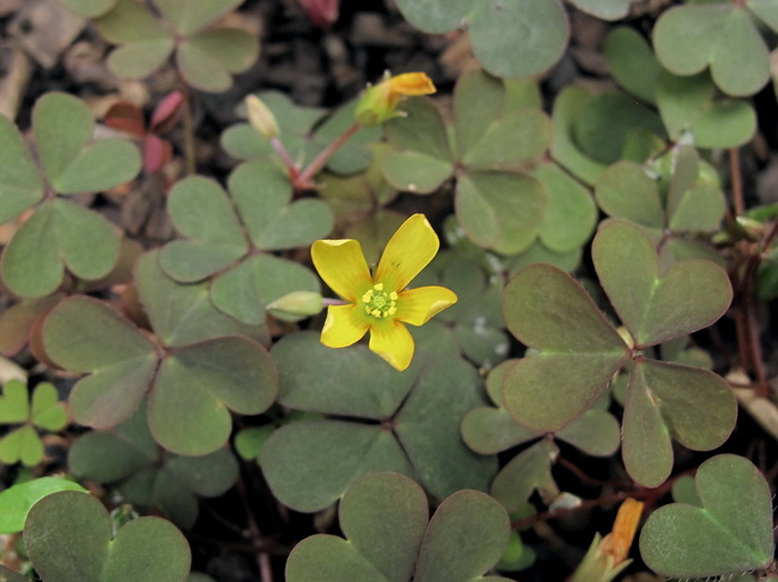 Изображение особи Oxalis corniculata.