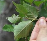 Betula dauurica. Побег (вид с нижней стороны листьев). Хабаровский край, сопка Двух Братьев. 26.07.2012.