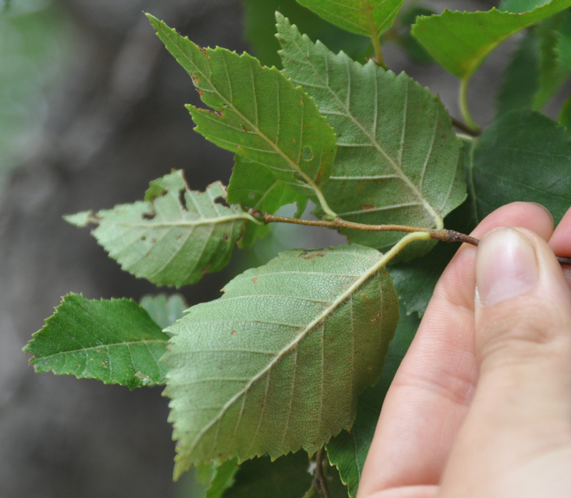 Image of Betula dauurica specimen.