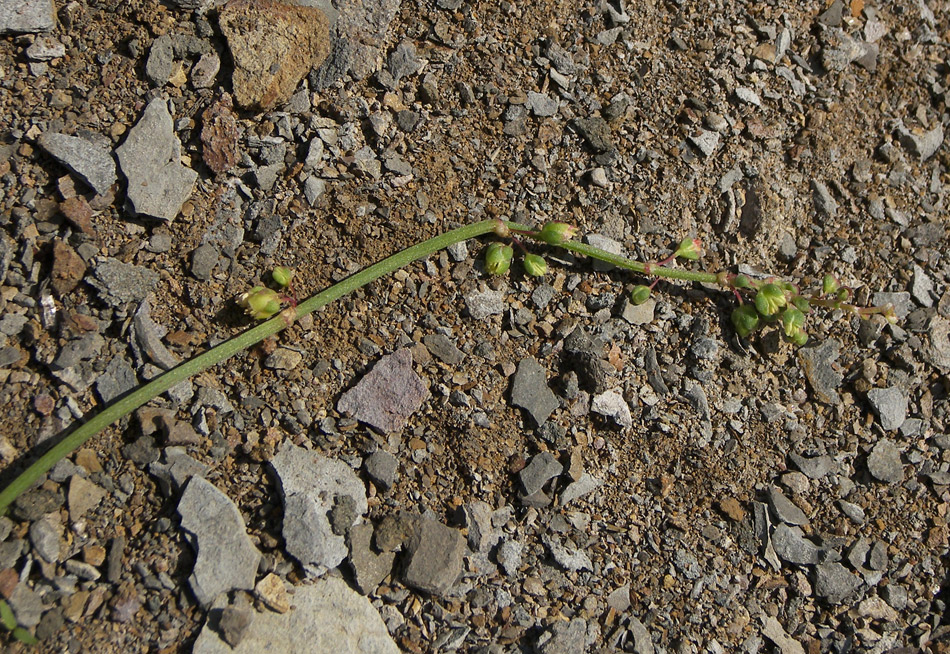 Изображение особи Rumex hastifolius.