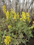 Corydalis speciosa