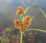 Cyperus glomeratus. Верхушка побега с соцветием. Приморский край, Спасский р-н, окр. с. Хвалынка. 26.08.2012.