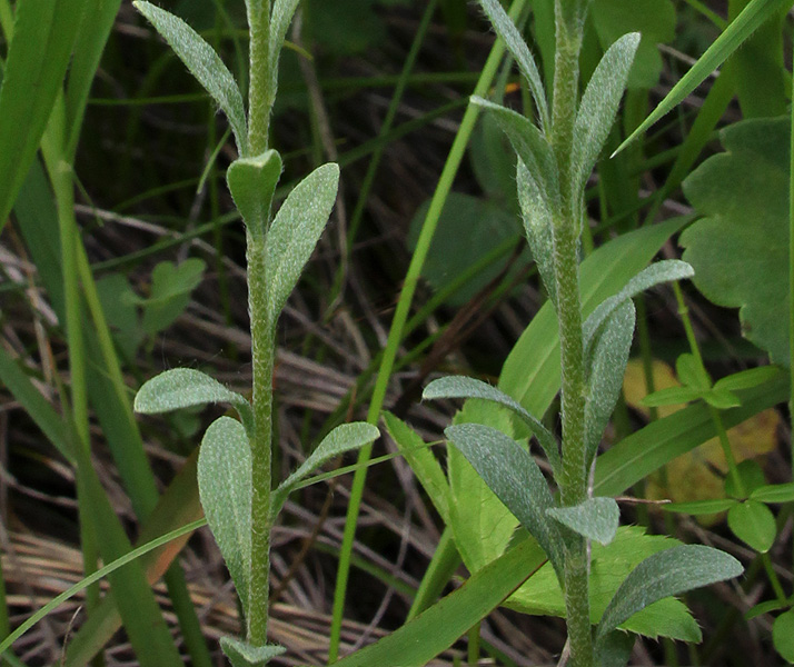 Image of Alyssum trichostachyum specimen.