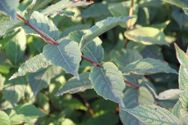 Image of Weigela praecox specimen.