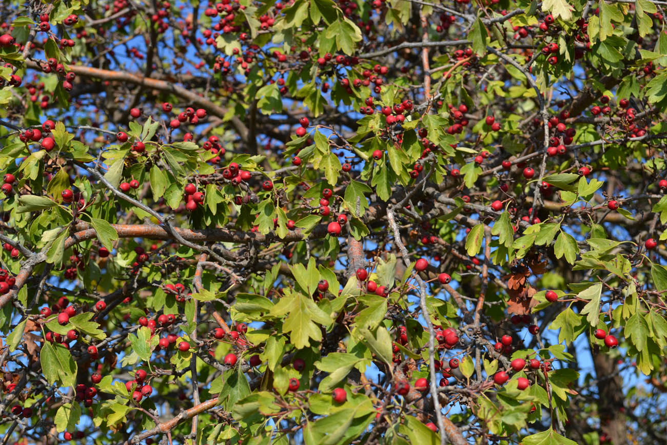 Image of Crataegus monogyna specimen.