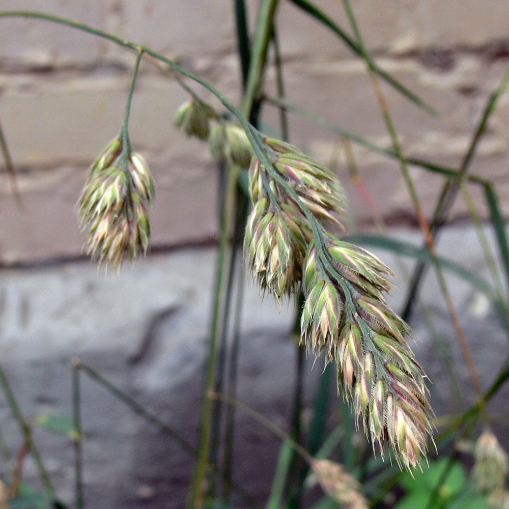 Изображение особи Dactylis glomerata.