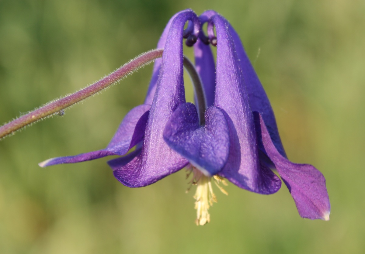 Image of Aquilegia vulgaris specimen.
