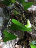 Smilax aspera