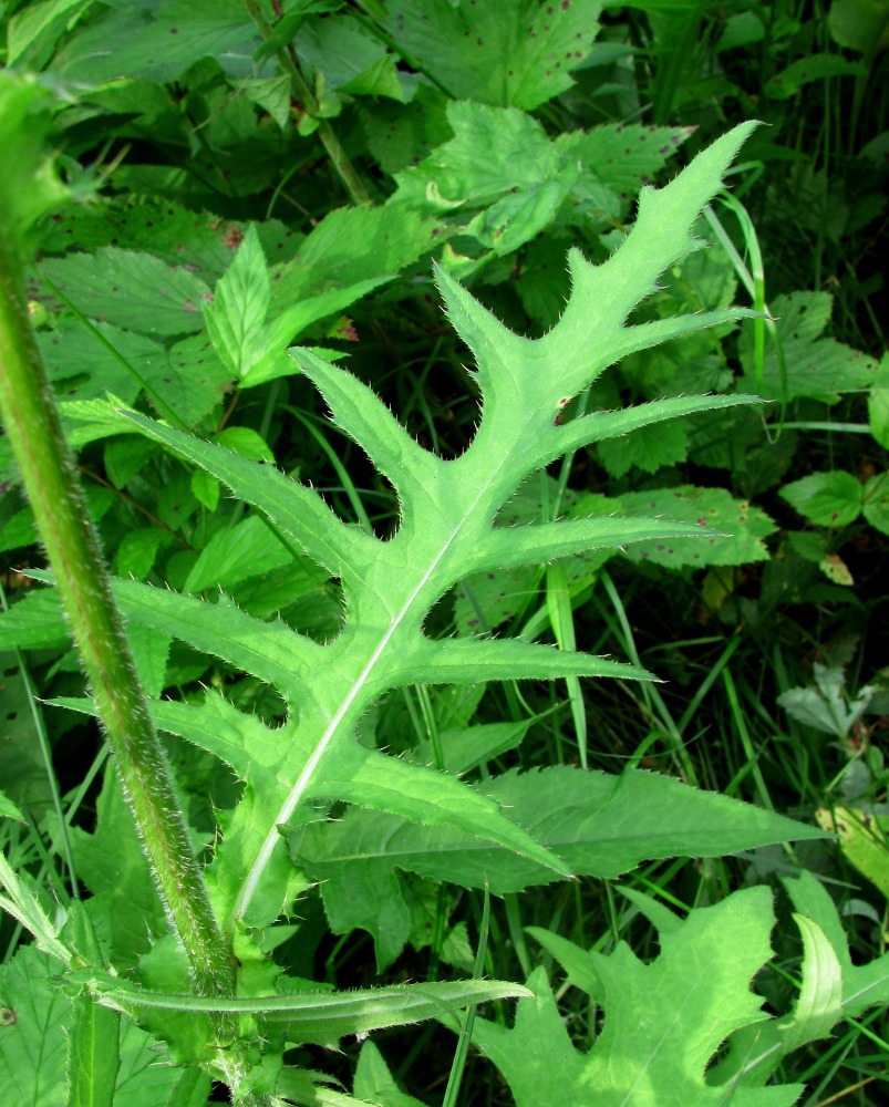 Изображение особи Cirsium × hybridum.