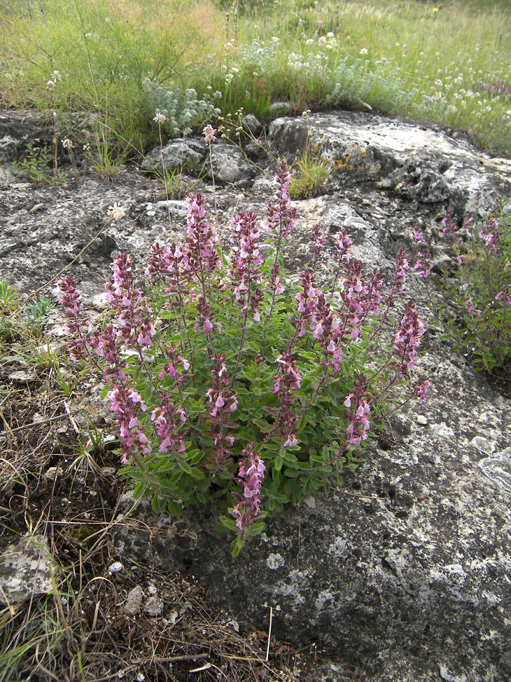 Изображение особи Teucrium nuchense.