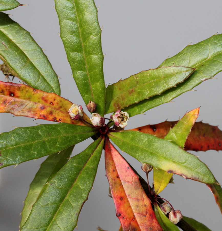 Изображение особи Berberis soulieana.