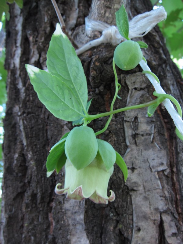 Изображение особи Codonopsis lanceolata.