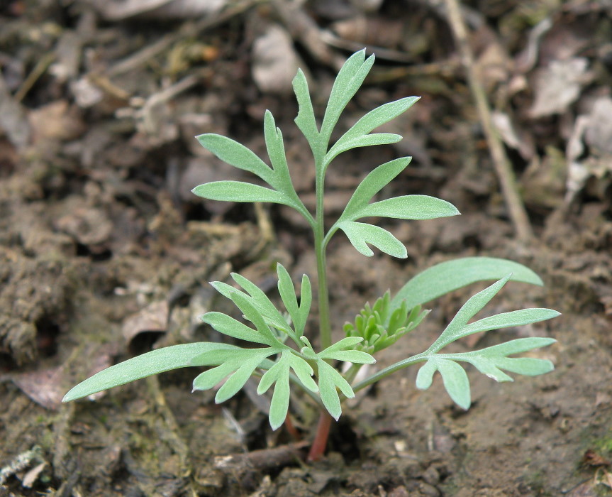 Image of Fumaria schleicheri specimen.