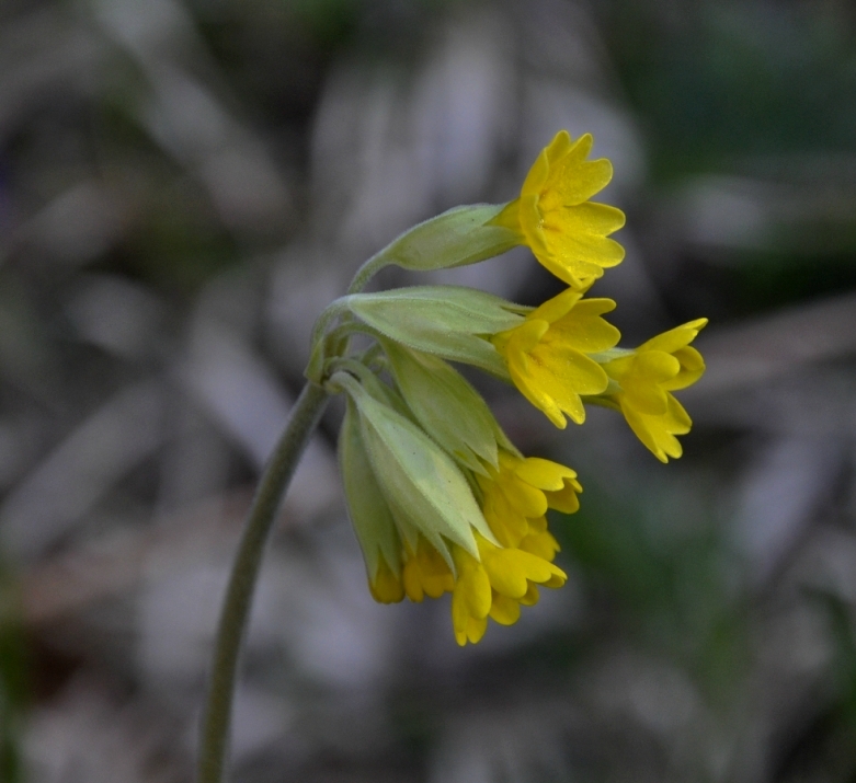 Изображение особи Primula veris ssp. canescens.