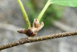 Betula lanata