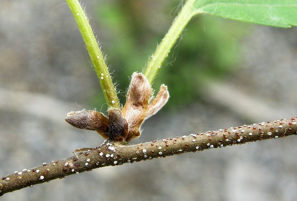 Изображение особи Betula lanata.