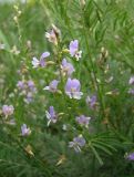 Astragalus austriacus