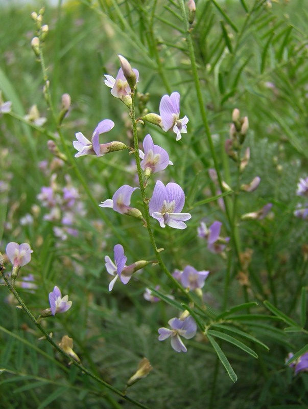 Изображение особи Astragalus austriacus.