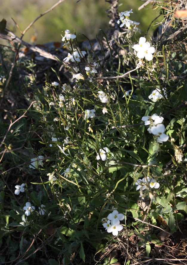 Image of Arabis caucasica specimen.