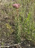 Pseudosedum lievenii. Цветущее растение. Западный Казахстан, плато Аккерегешин 45 км NO п. Кульсары. 02.05.2013.