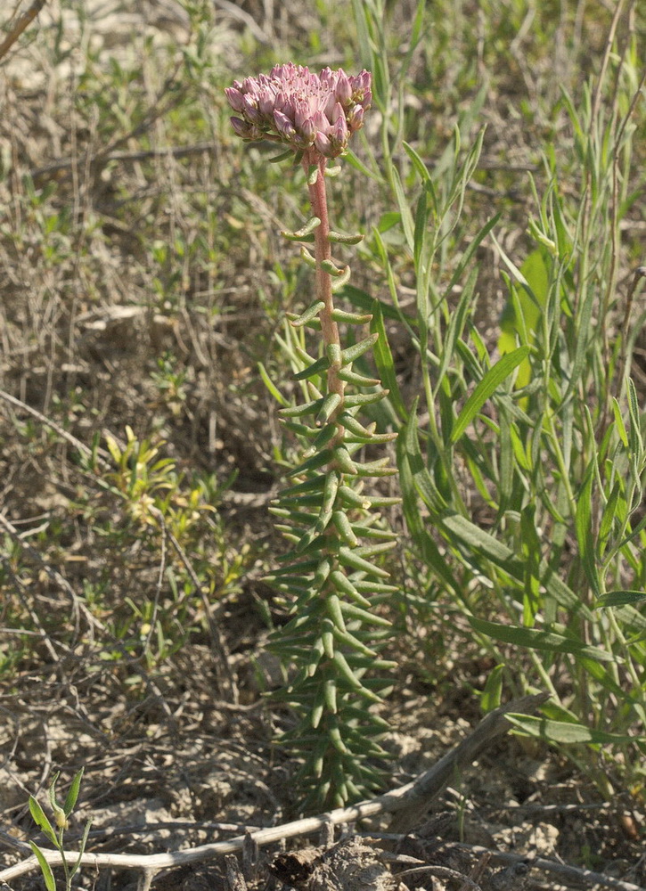 Изображение особи Pseudosedum lievenii.