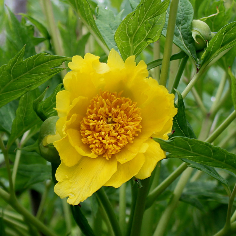 Изображение особи Paeonia delavayi.