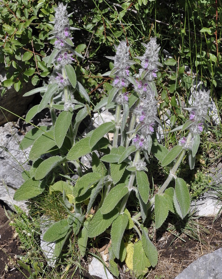 Image of Stachys germanica specimen.