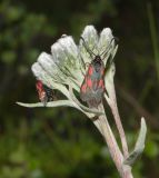 Saussurea alpina. Верхушка побега с нераспустившимися соцветиями (на соцветиях отдыхают бабочки пестрянки альпийские - Zygaena exulans). Окр. г. Мурманска, луговина в лесотундре. 30.06.2013.