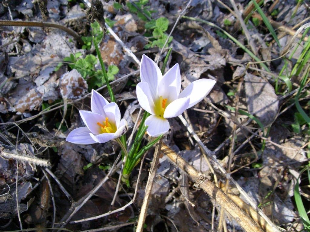 Image of Crocus reticulatus specimen.