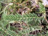Astragalus tibetanus