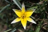 Tulipa turkestanica. Цветок. Южный Казахстан, Таласский Алатау, зап. Аксу-Джабаглы, склон на подъёме от ущ. Жетымсай. 12.04.2013.