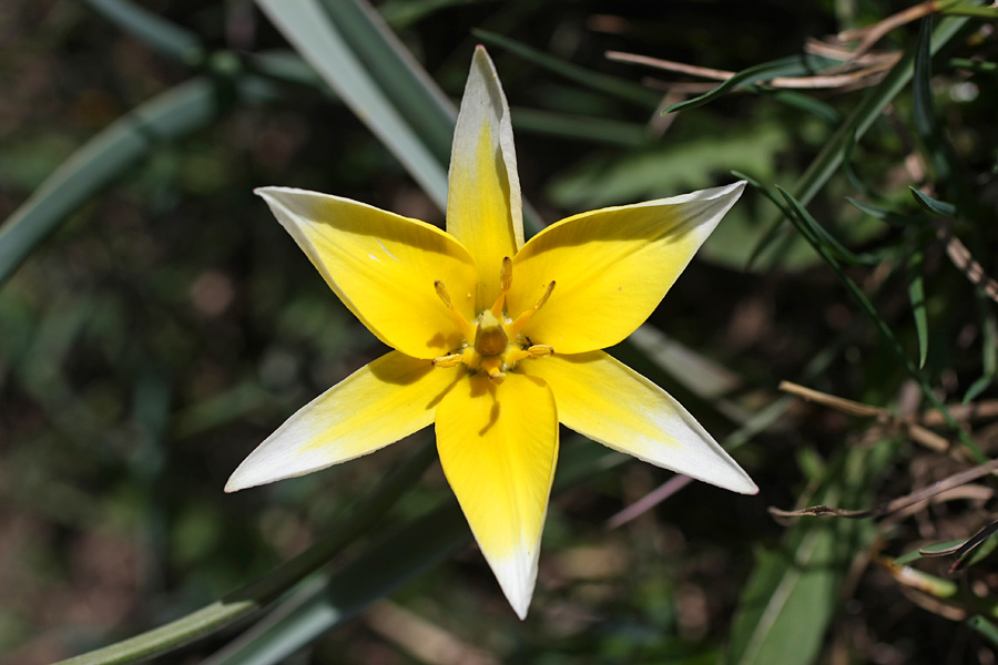 Изображение особи Tulipa turkestanica.