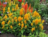 Celosia argentea