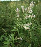 Nepeta nuda