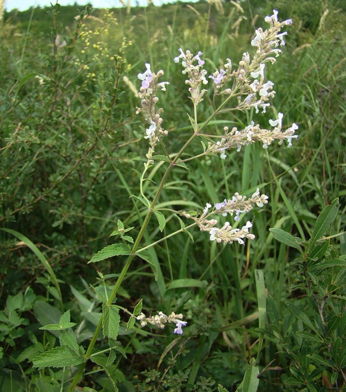 Изображение особи Nepeta nuda.