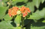 Lantana camara. Верхушка побега с соцветиями. Черноморское побережье Кавказа, г. Новороссийск, в культуре. 1 сентября 2013 г.