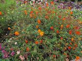 Cosmos sulphureus