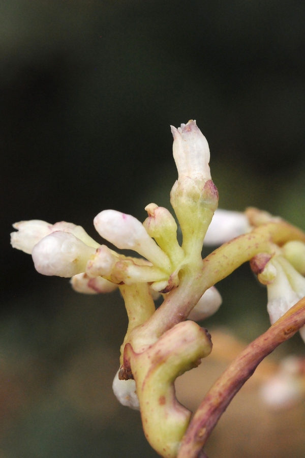 Изображение особи Cuscuta engelmanii.