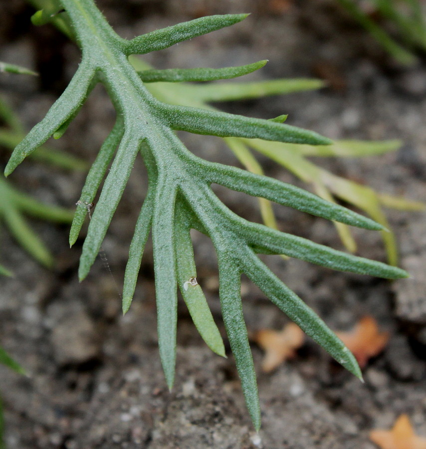 Image of Ipomopsis rubra specimen.