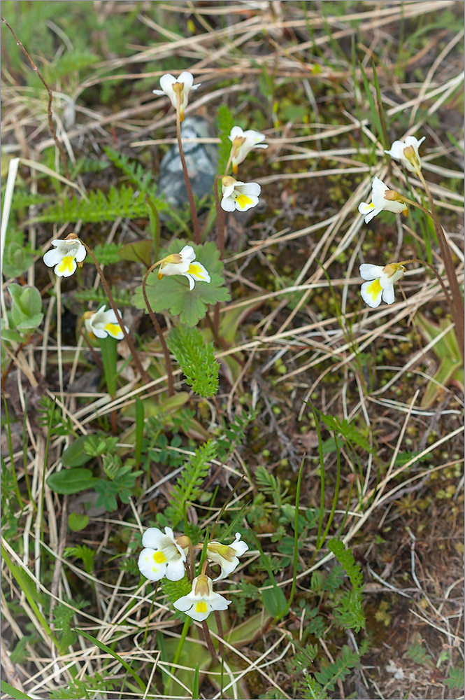 Изображение особи Pinguicula alpina.