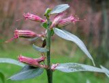 Lythrum virgatum