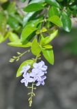 Duranta erecta