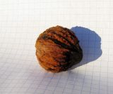 Juglans nigra