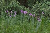 Linum heterosepalum. Цветущие растения. Южный Казахстан, Кунгей Алатау, окр. Первого Кульсайского оз. 05.07.2013.